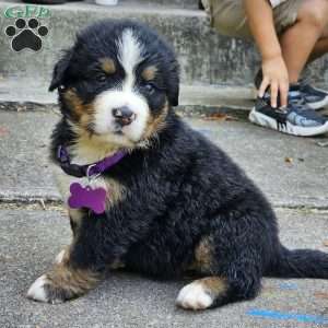 Mocha, Bernese Mountain Dog Puppy